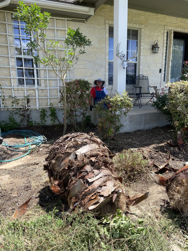 2021/08(August)/Hutto-tree-damage-from-freeze/640x480_2021-08-08-Palm-Tree-Cut-Down-Travis-Chainsaw-2.jpg