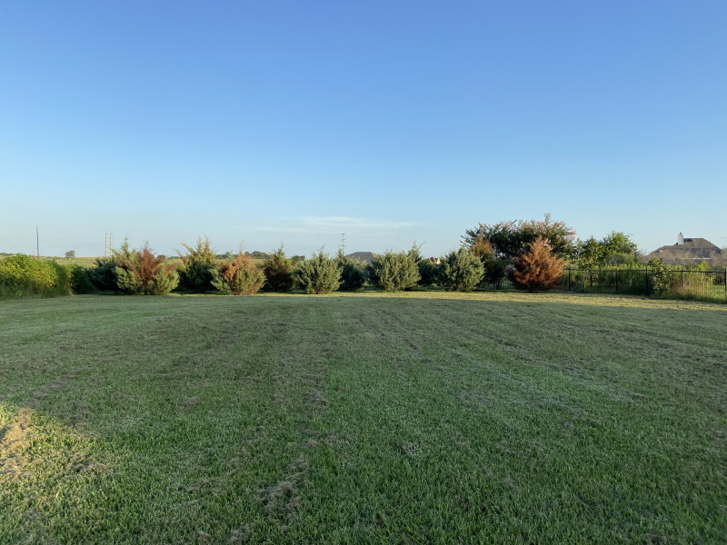 2021/08(August)/Hutto-tree-damage-from-freeze/2021-08-07-Hutto-Tree-Damage-from-Freeze-1.jpg