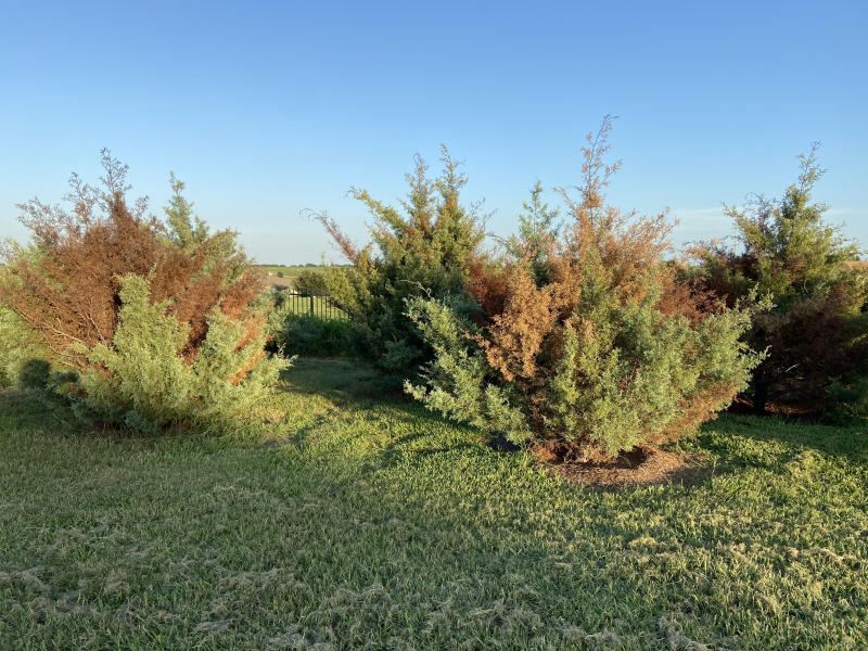 2021/08(August)/Hutto-tree-damage-from-freeze/800x600_2021-08-07-Hutto-Tree-Damage-from-Freeze-2.jpg