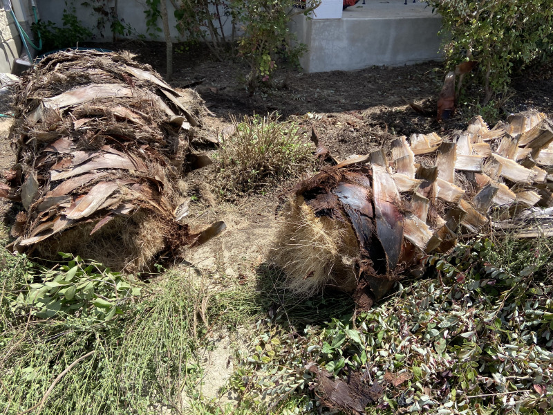 2021/08(August)/Hutto-tree-damage-from-freeze/800x600_2021-08-08-Palm-Tree-Cut-Down-Travis-Chainsaw-1.jpg