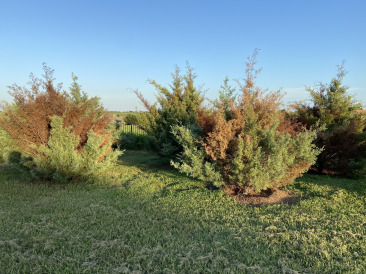 2021-08-07-Hutto-Tree-Damage-from-Freeze-2.jpg