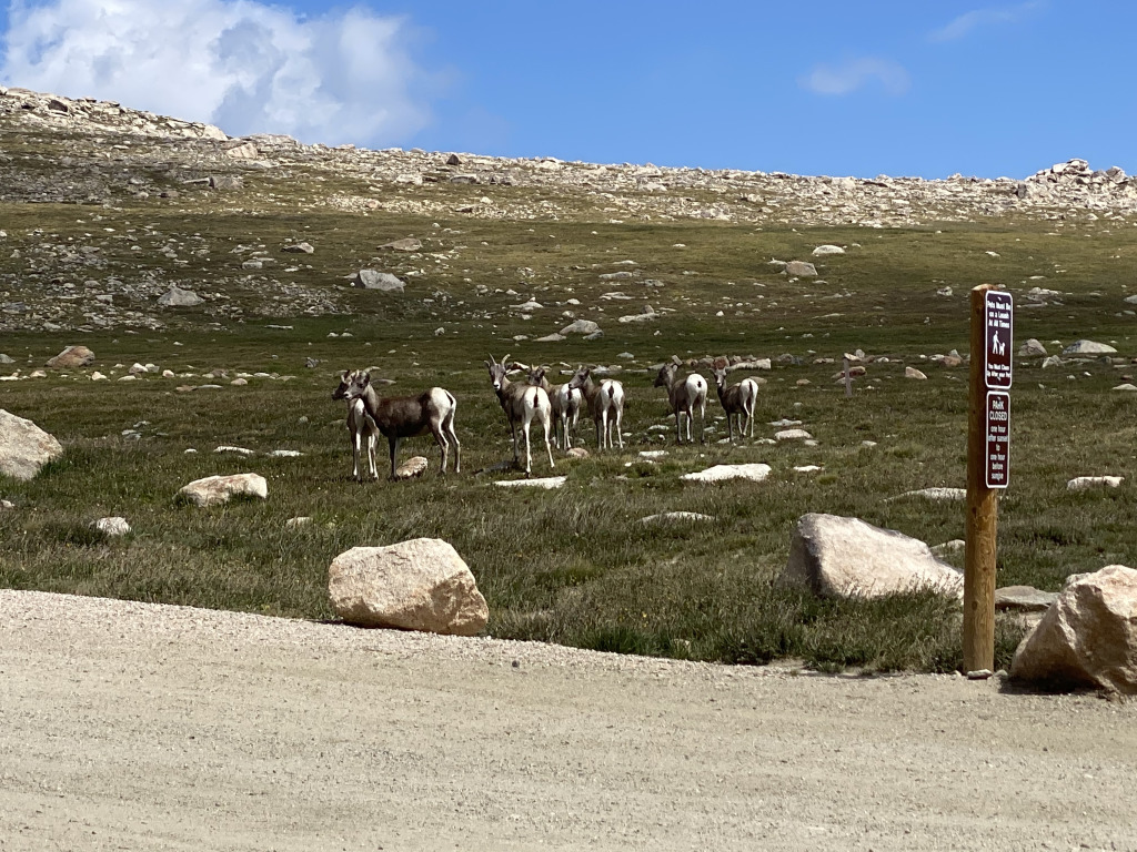 2021-08-21-Mt-Evans-30-goats.jpg