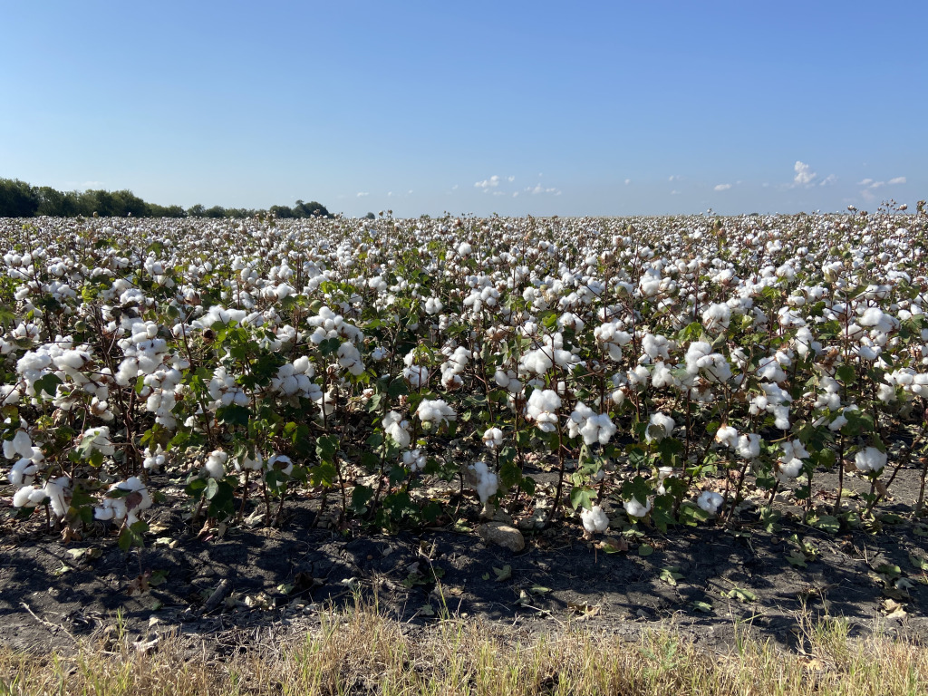 2021-09-18-Cotton-Fields-2.jpg