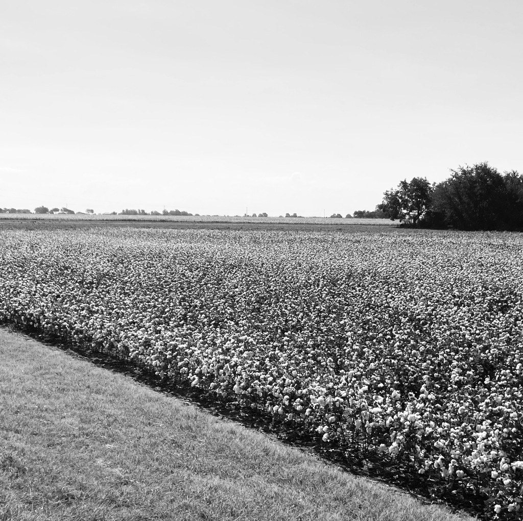 2021/09(September)/Misc/1024x768_2021-09-18-Cotton-Fields-3.JPG