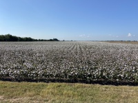 2021/09(September)/Misc/2021-09-18-Cotton-Fields-1.jpg