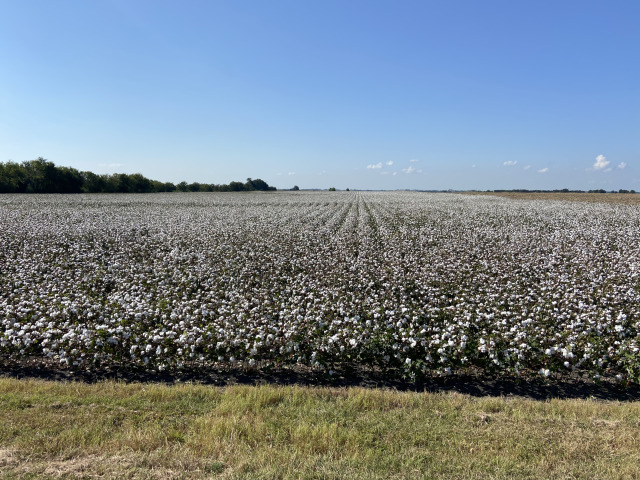2021-09-18-Cotton-Fields-1.jpg