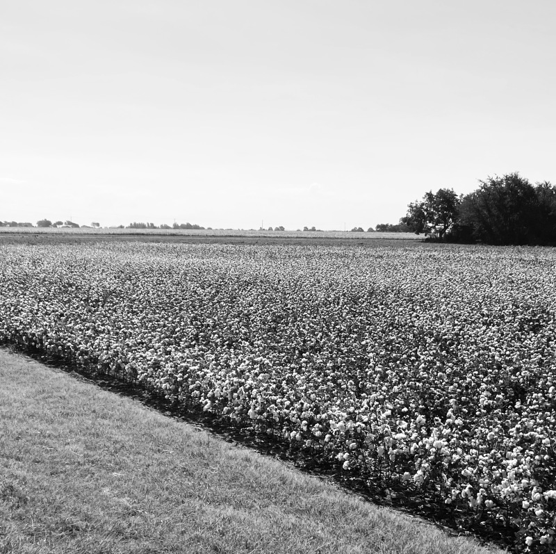 2021/09(September)/Misc/800x600_2021-09-18-Cotton-Fields-3.JPG