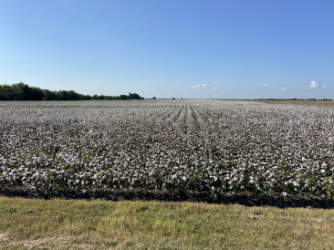 2021-09-18-Cotton-Fields-1.jpg
