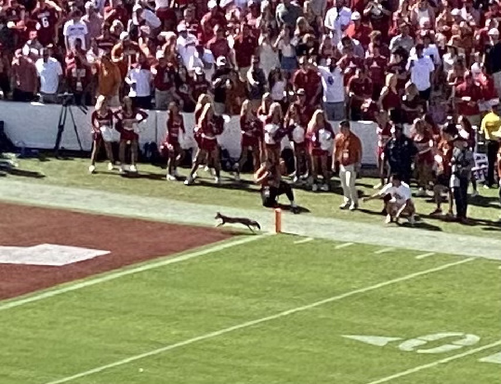 2021-10-09-UT-Football-08-fox-on-the-field.jpg
