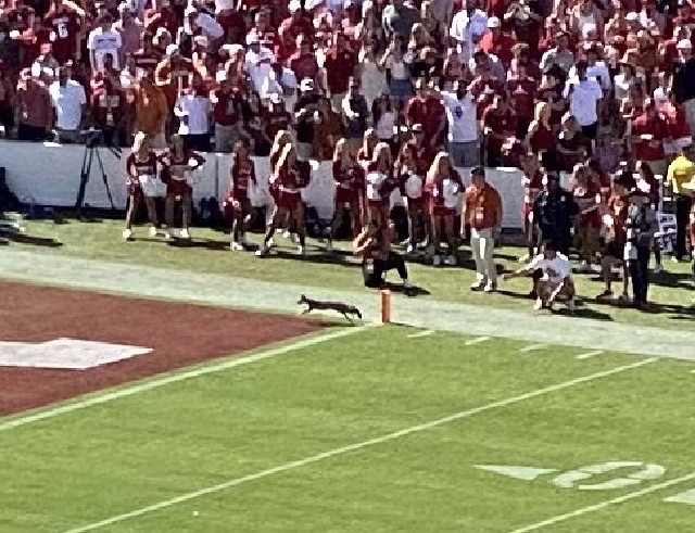 2021-10-09-UT-Football-08-fox-on-the-field.jpg