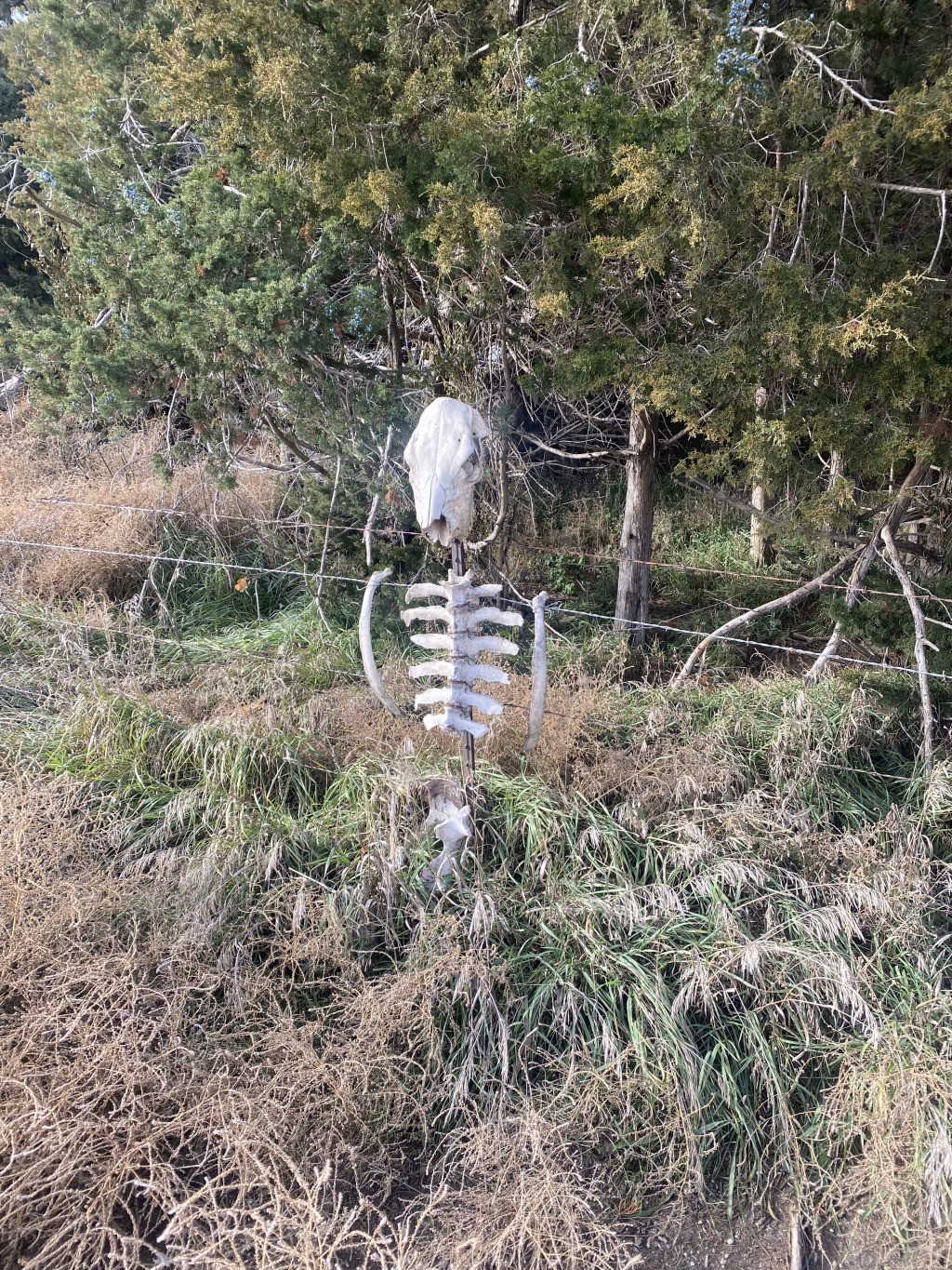 2021-11-07-South-Dakota-Hunting-2-skeleton-Cane-place.jpg