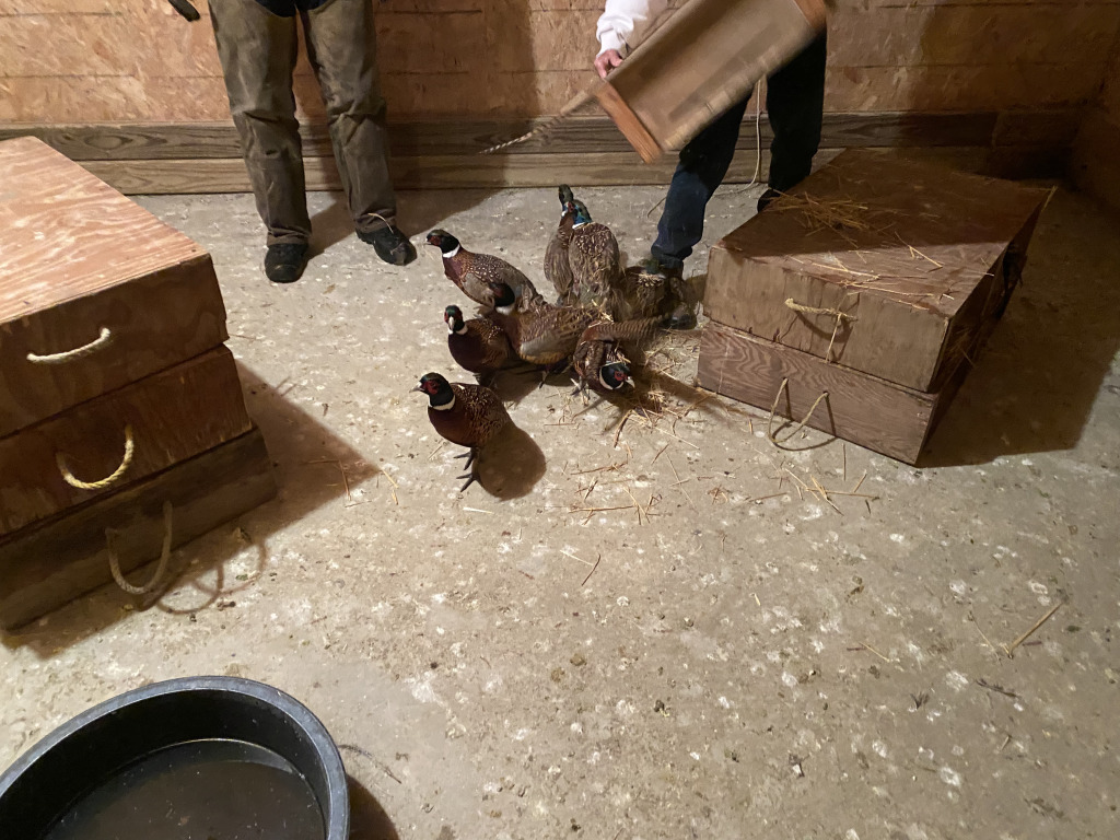 2021/11(November)/Pheasant-Hunting-SD/1024x768_2021-11-10-South-Dakota-Hunting-2-Pheasant-Delivery.jpg