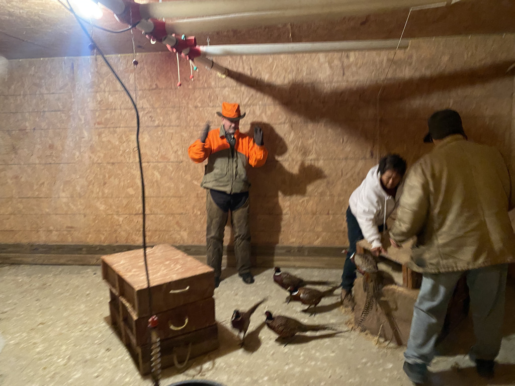 2021/11(November)/Pheasant-Hunting-SD/1024x768_2021-11-10-South-Dakota-Hunting-3-Pheasant-Delivery.jpg