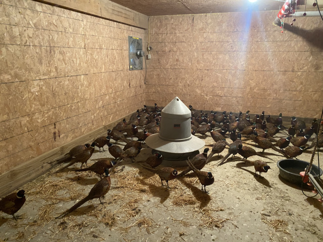 2021-11-10-South-Dakota-Hunting-4-Pheasant-Delivery.jpg