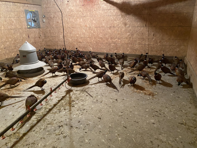 2021-11-10-South-Dakota-Hunting-7-Pheasant-Delivery.jpg