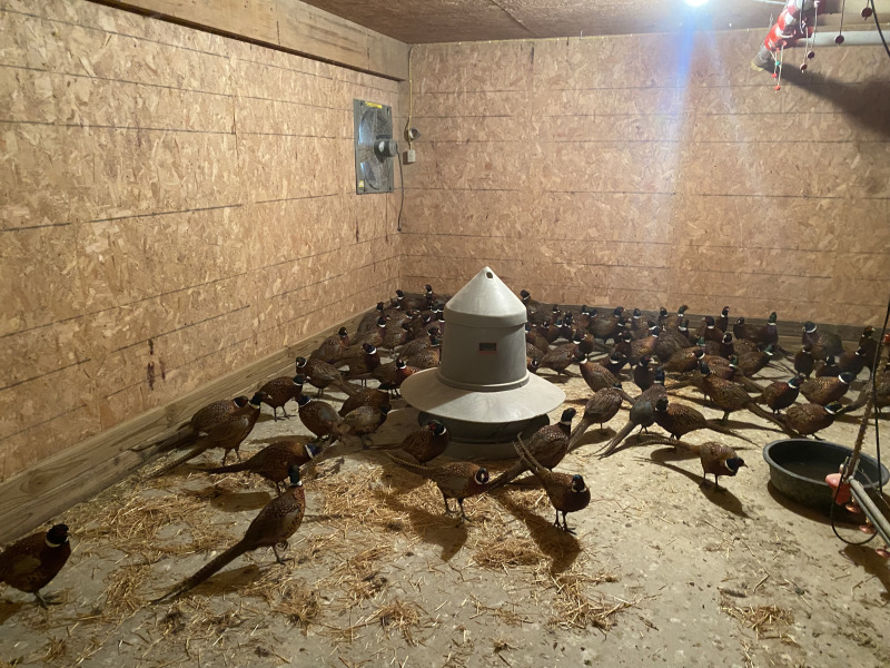 2021-11-10-South-Dakota-Hunting-4-Pheasant-Delivery.jpg