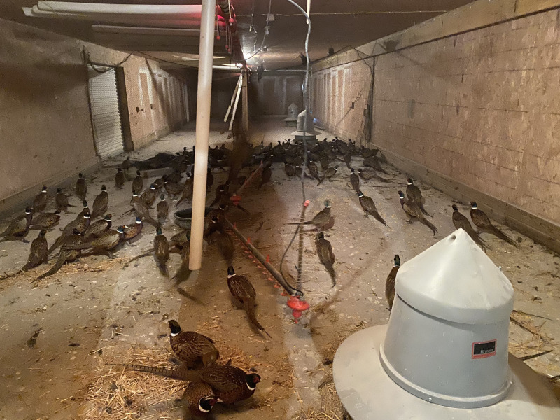 2021-11-10-South-Dakota-Hunting-5-Pheasant-Delivery.jpg