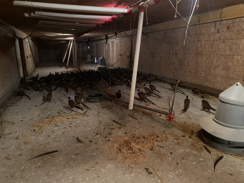2021-11-10-South-Dakota-Hunting-8-Pheasant-Delivery.jpg