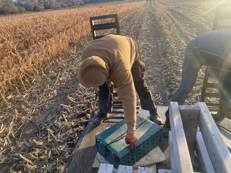 2021-11-11-South-Dakota-Hunting-03-Pheasant-planting.jpg