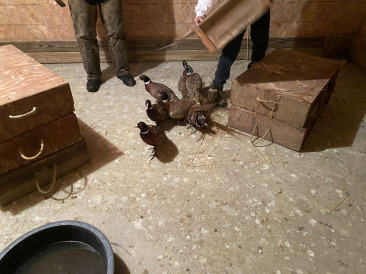 2021-11-10-South-Dakota-Hunting-2-Pheasant-Delivery.jpg