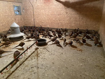 2021-11-10-South-Dakota-Hunting-7-Pheasant-Delivery.jpg