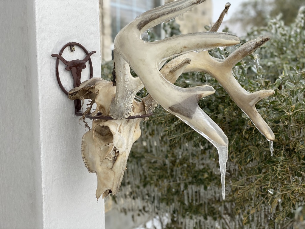 2021-02-18-Texas-Ice-Storm-04-frozen-antlers-GOOD.JPG