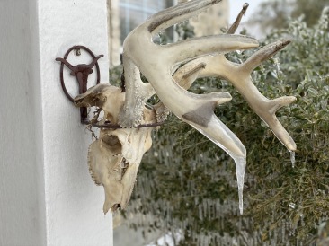 2021-02-18-Texas-Ice-Storm-04-frozen-antlers-GOOD.JPG