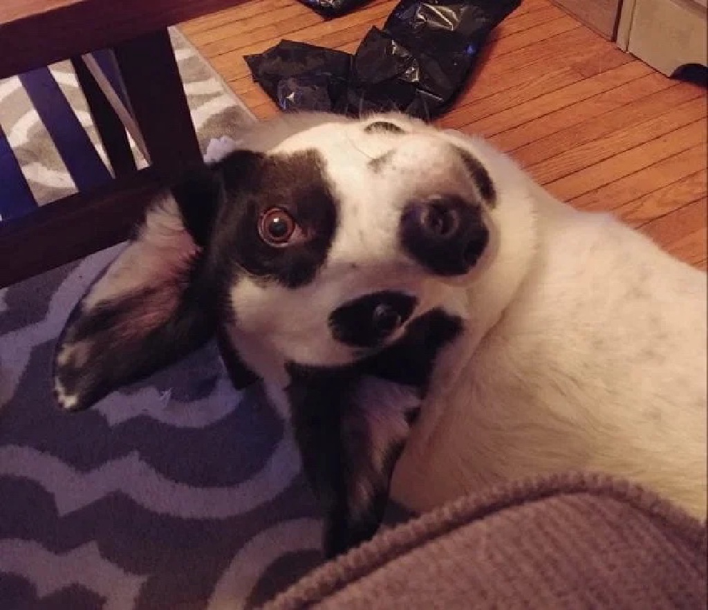 2021/Meme/1024x768_What-is-wrong-with-this-Dog.JPG