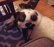 What-is-wrong-with-this-Dog.JPG