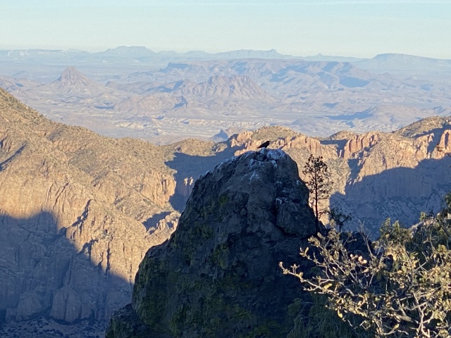 2022-01-17-Big-Bend-Camping-Crew8787-205-bird.JPG