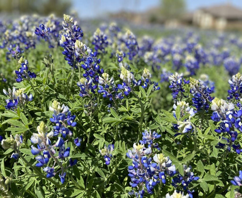 2022/01(January)/Blaze/1024x768_2022-04-06-Blaze-02-Bluebonnets.JPG
