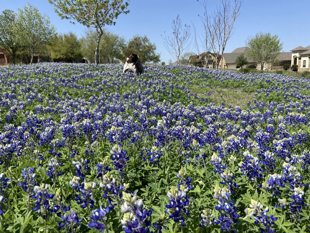 2022/01(January)/Blaze/1024x768_2022-04-06-Blaze-05-Bluebonnets.JPG
