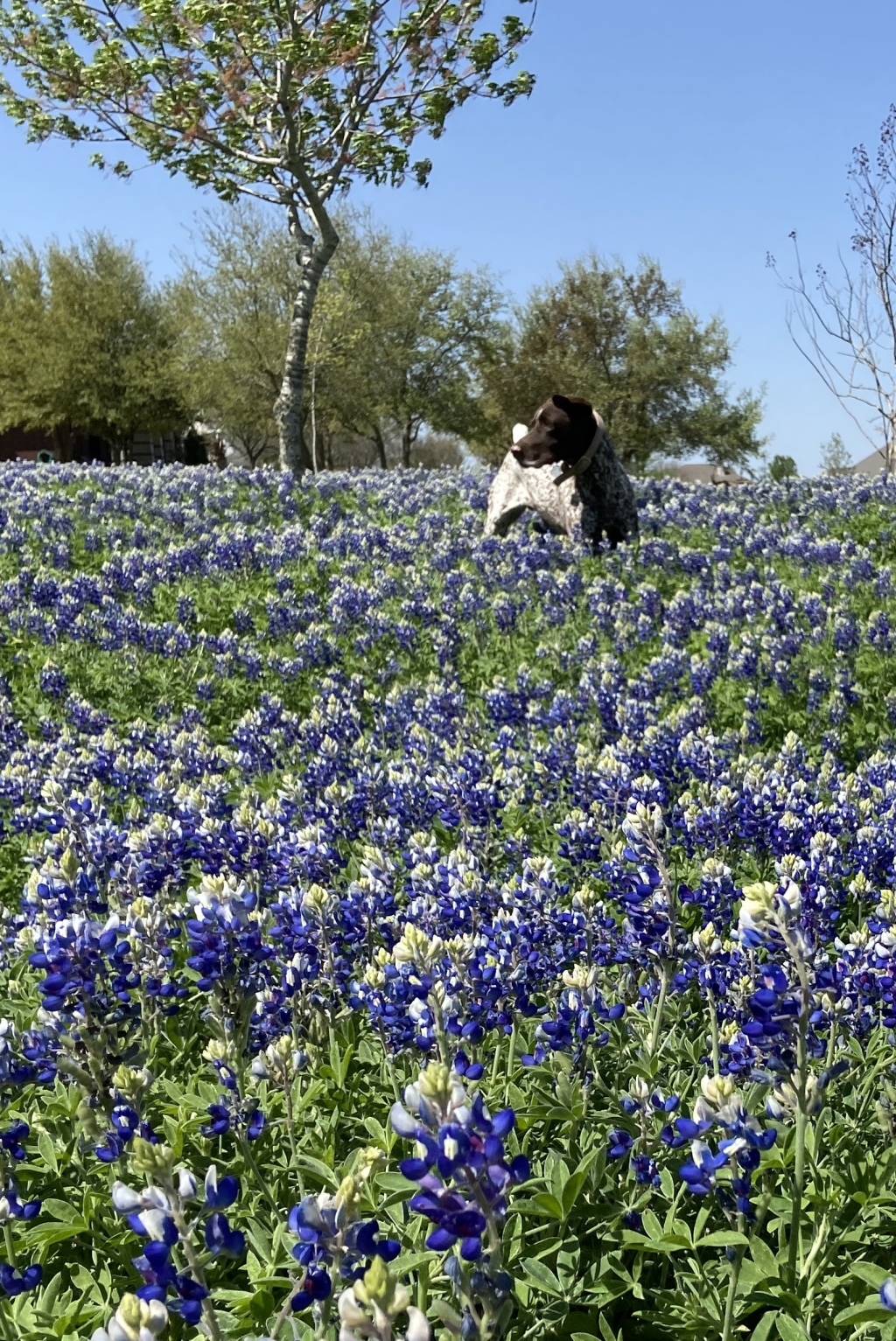 2022/01(January)/Blaze/1024x768_2022-04-06-Blaze-06-Bluebonnets.JPG
