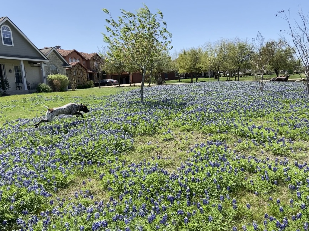 2022/01(January)/Blaze/1024x768_2022-04-06-Blaze-08-Bluebonnets.JPG