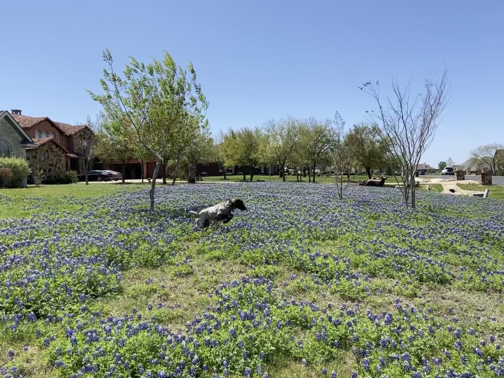 2022/01(January)/Blaze/1024x768_2022-04-06-Blaze-10-Bluebonnets.JPG