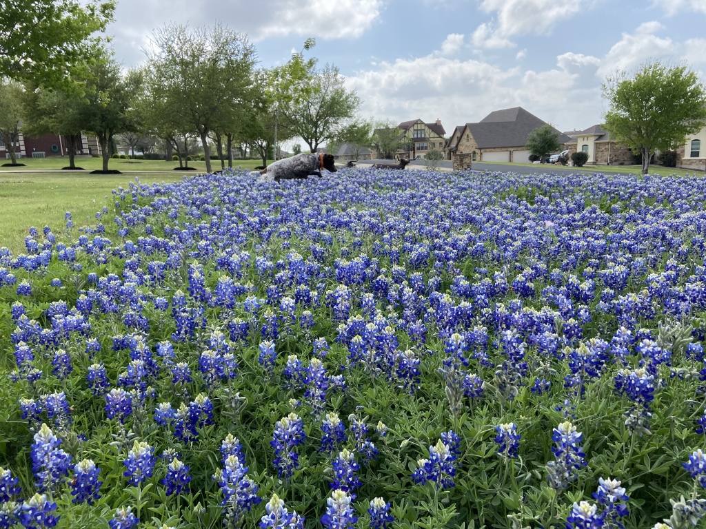 2022/01(January)/Blaze/1024x768_2022-04-06-Blaze-14-Bluebonnets.JPG
