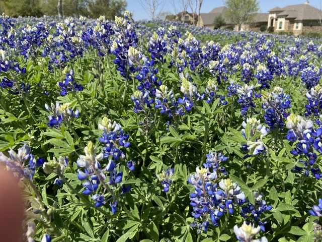 2022/01(January)/Blaze/640x480_2022-04-06-Blaze-01-Bluebonnets.JPG