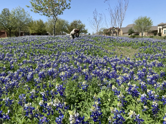 2022/01(January)/Blaze/640x480_2022-04-06-Blaze-03-Bluebonnets.JPG
