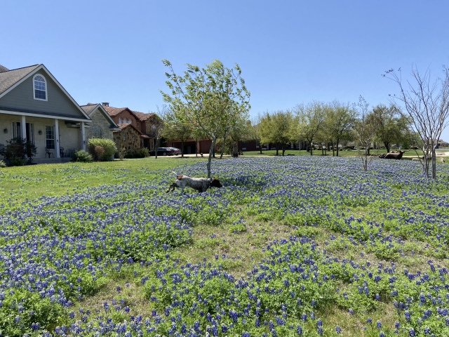 2022-04-06-Blaze-07-Bluebonnets.JPG