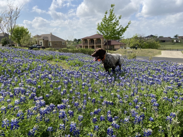 2022/01(January)/Blaze/640x480_2022-04-06-Blaze-13-Bluebonnets.JPG