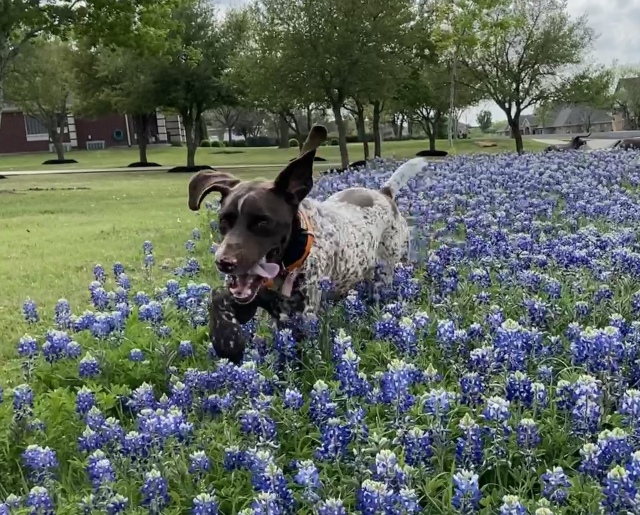 2022/01(January)/Blaze/640x480_2022-04-06-Blaze-17-Bluebonnets-GOOD.JPG