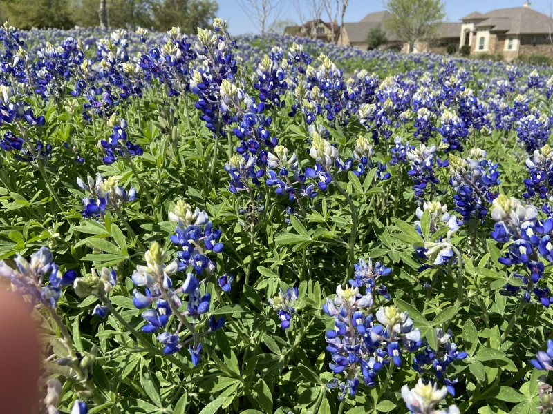 2022/01(January)/Blaze/800x600_2022-04-06-Blaze-01-Bluebonnets.JPG