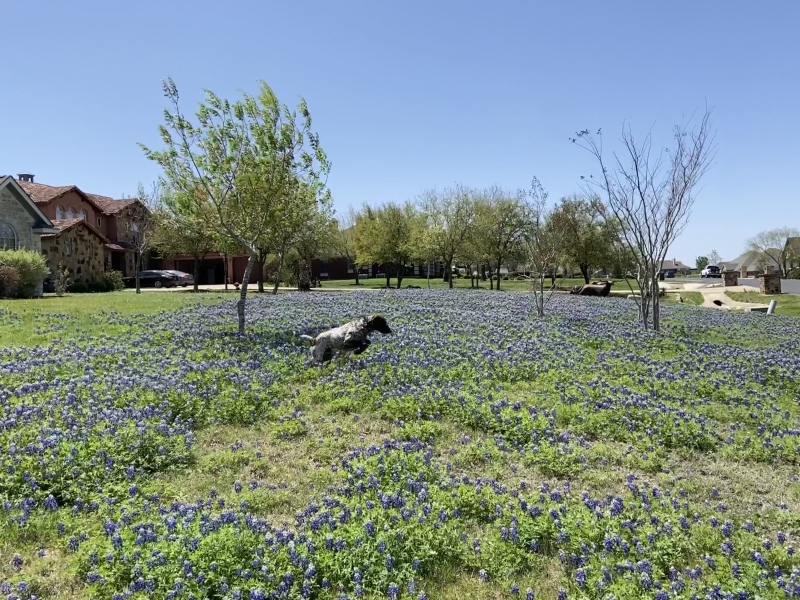 2022/01(January)/Blaze/800x600_2022-04-06-Blaze-10-Bluebonnets.JPG
