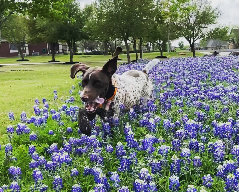 2022/01(January)/Blaze/800x600_2022-04-06-Blaze-15-Bluebonnets.JPG