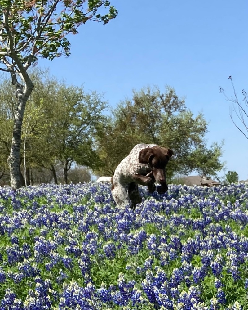 2022/01(January)/Blaze/800x600_Bluebonnets-Blaze-16.JPG