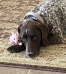 2022-03-15-Blaze-34-Pig.JPG