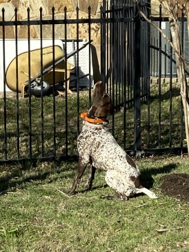 2022-03-20-Blaze-2-squirrel.JPG