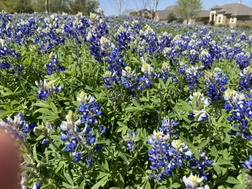 2022-04-06-Blaze-01-Bluebonnets.JPG