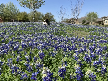 2022-04-06-Blaze-05-Bluebonnets.JPG