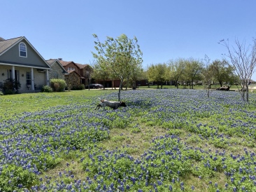 2022-04-06-Blaze-07-Bluebonnets.JPG